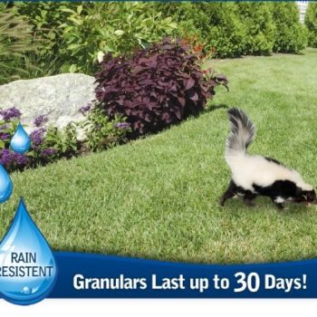 How To Get Rid Of Groundhogs In My Yard, How To Get Rid Of Groundhogs In My Yard