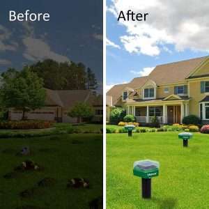 How Do You Get Rid Of Groundhogs Under Shed, How Do You Get Rid Of Groundhogs Under Shed