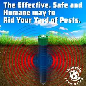 How To Rid Groundhogs, How To Rid Groundhogs