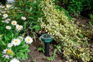 How To Stop Groundhogs From Eating My Flowers, How To Stop Groundhogs From Eating My Flowers
