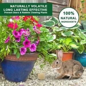 How To Keep Groundhogs Away From Flowers, How To Keep Groundhogs Away From Flowers