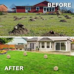 How To Get Rid Of A Groundhog In Your Backyard, How To Get Rid Of A Groundhog In Your Backyard