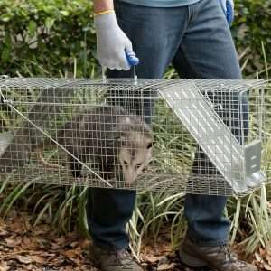 Get Rid Of Groundhogs, Best Way To Get Rid Of Groundhogs