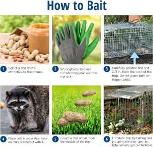 What Do Groundhogs Eat To Trap, What Do Groundhogs Eat To Trap