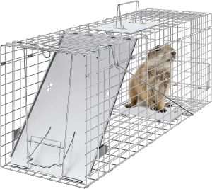 Best Way To Trap A Groundhog, Best Way To Trap A Groundhog