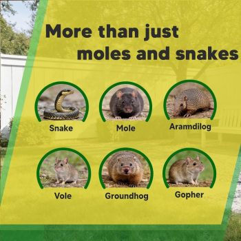 Mole and Snake Repellent for Lawns, Mole Deterrent for Yards, Gopher Repellent, Vole & Groundhog Repellent Outdoor, Armadillo Repellent for Garden, Covers 120 Sq Ft, 10 Packs - 2